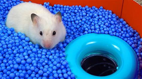 hamster maze videos|World's Largest Hamster Maze .